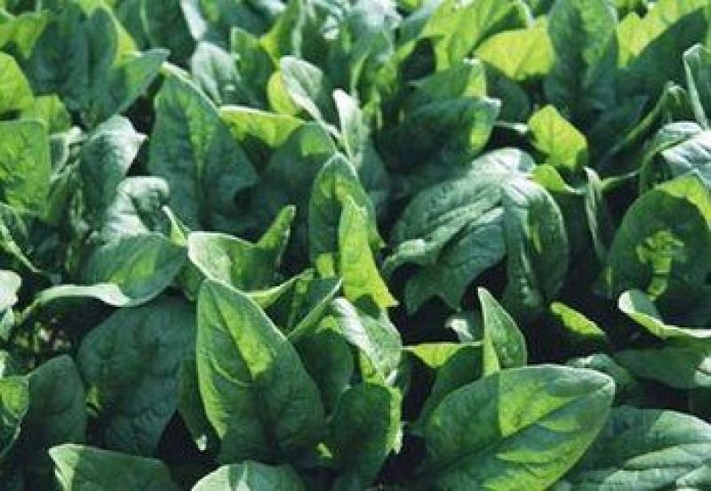 大叶菠菜15~20厘米