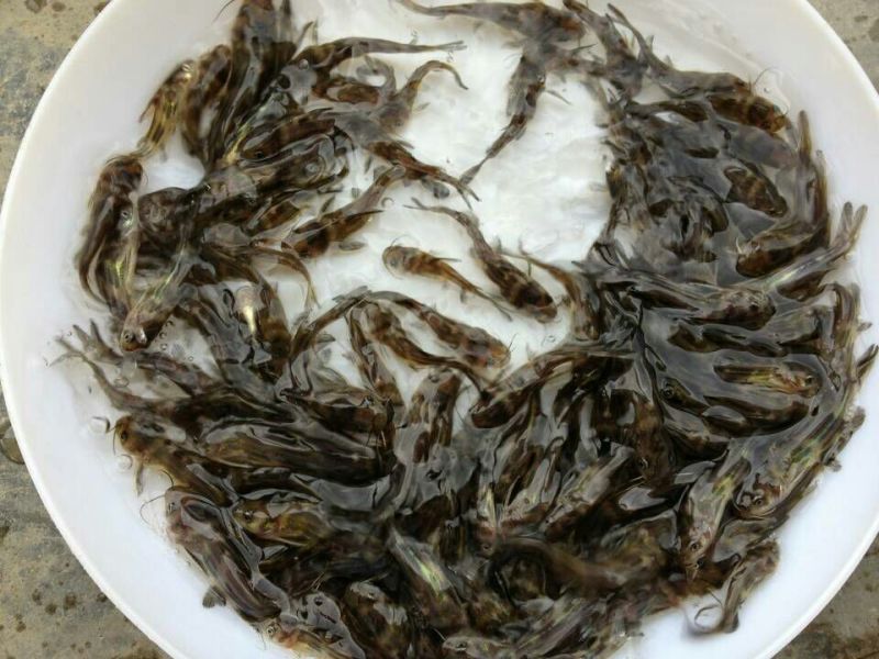 黄颡鱼苗，大量批发，欢迎订购。。。。。。。