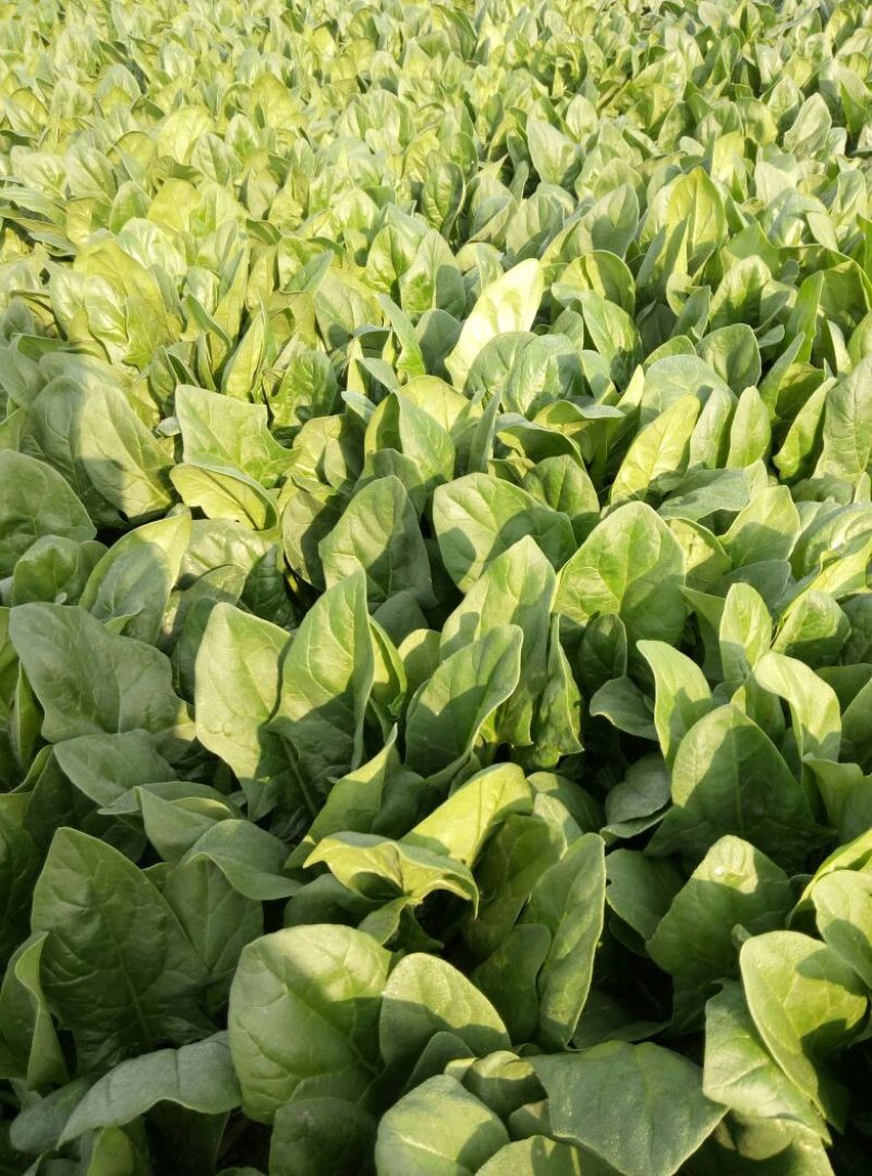 大叶菠菜15~20厘米