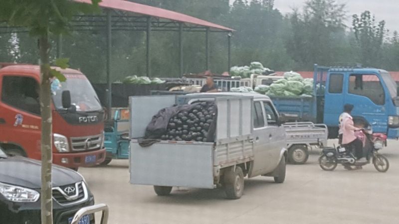 网纹瓜5斤以上长圆形