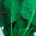 大叶菠菜15~20厘米
