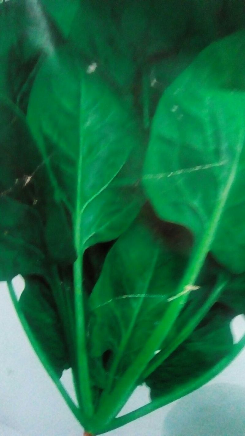 大叶菠菜15~20厘米