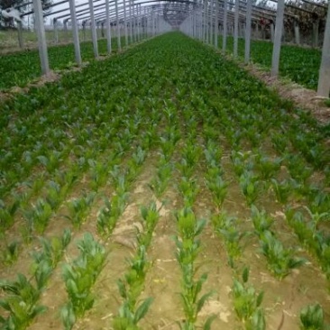 菠菜10~15厘米