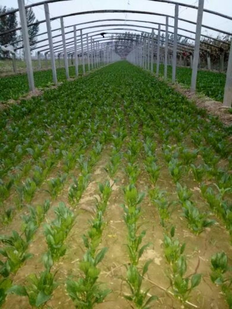 菠菜10~15厘米