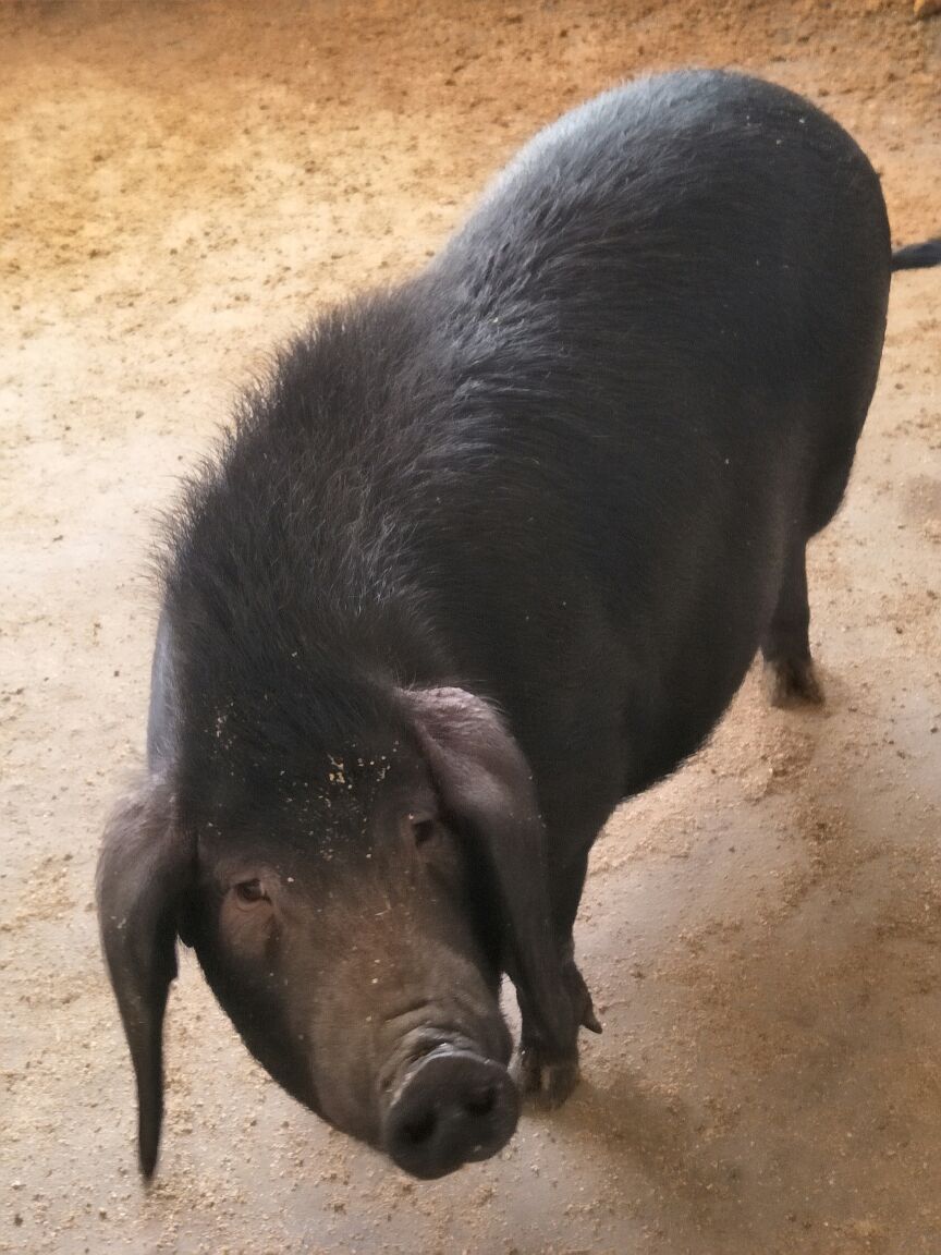 黑猪70公斤以上