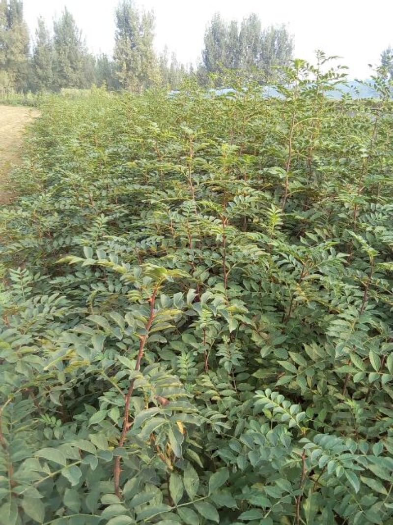 优质九叶青花椒苗基地直供货源充足诚信合作欢迎客户咨询