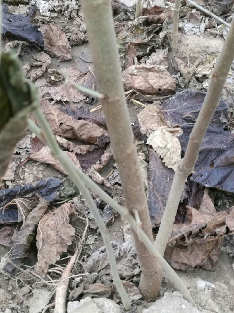 桑树苗140cm