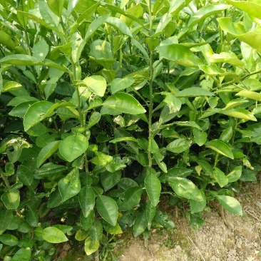 毛桃树苗30cm以下