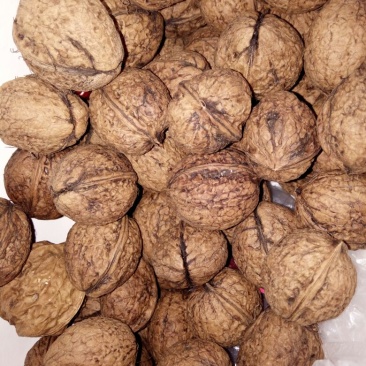 薄皮核桃25mm以下去皮干