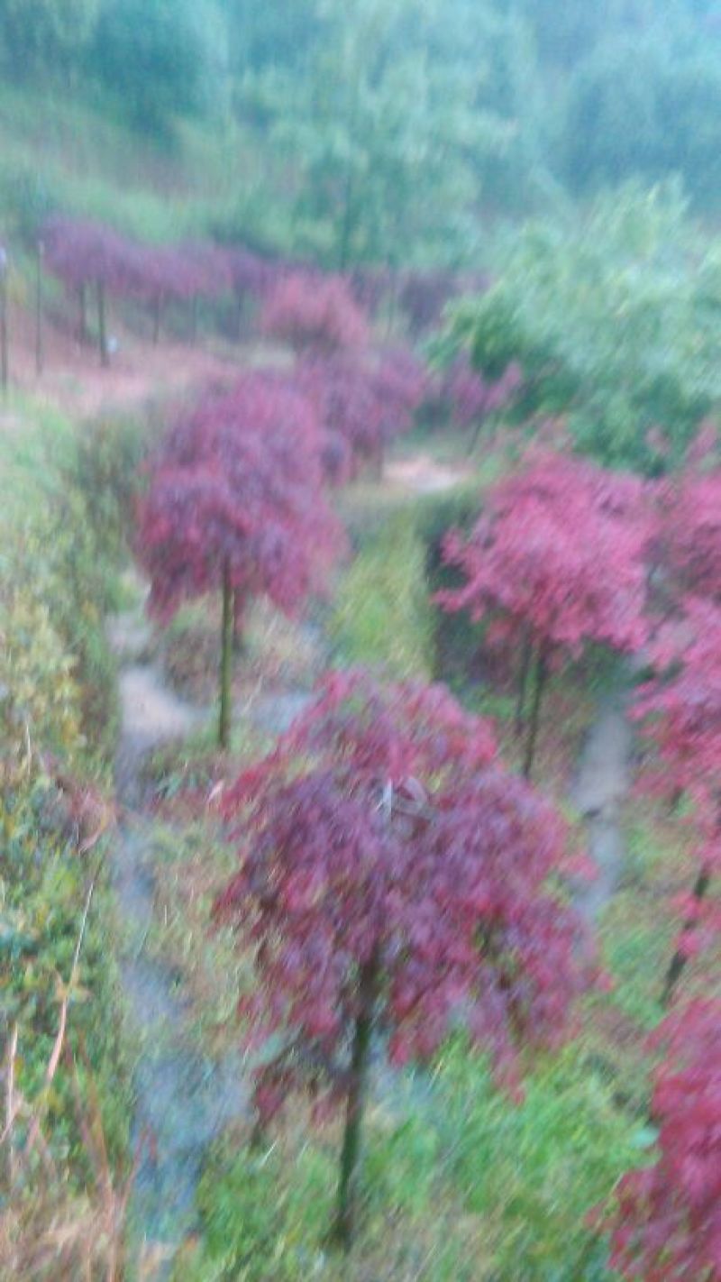 红枫古桩5~10cm