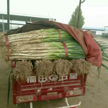 长白大葱30~40cm毛葱3cm左右