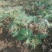 香椿苗80cm以上