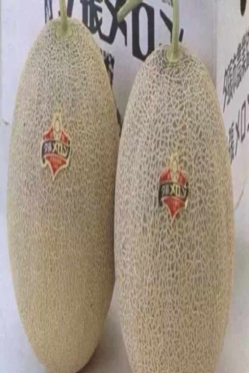 西州蜜瓜
