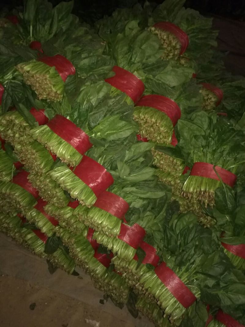 山东菠菜/大叶菠菜/产地货源/自家基地/欢迎采购商来电