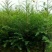 红豆杉苗40~50cm
