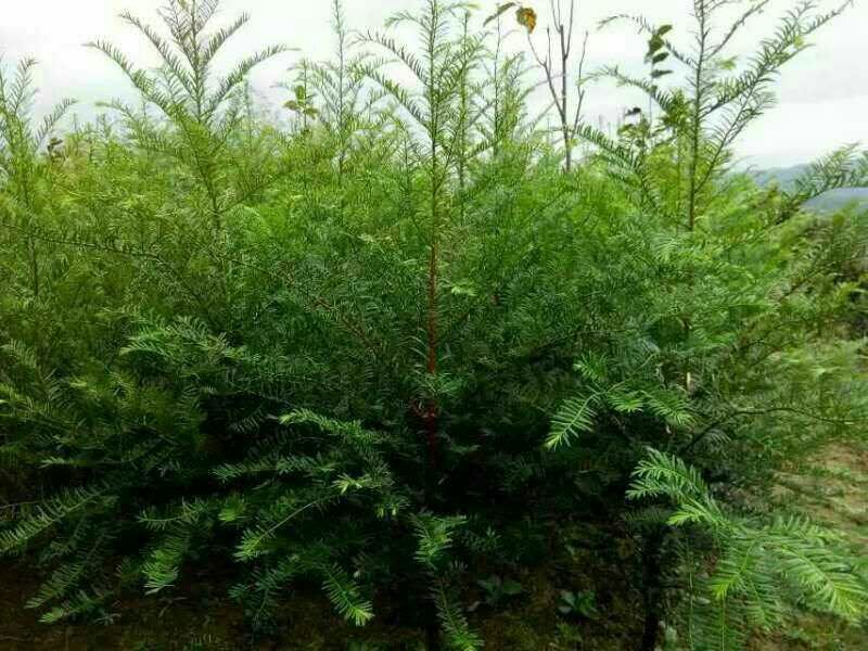 红豆杉苗40~50cm