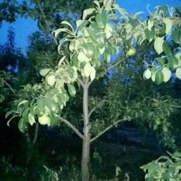双节黄梨梨树苗
