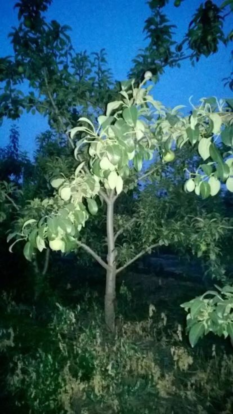 双节黄梨梨树苗