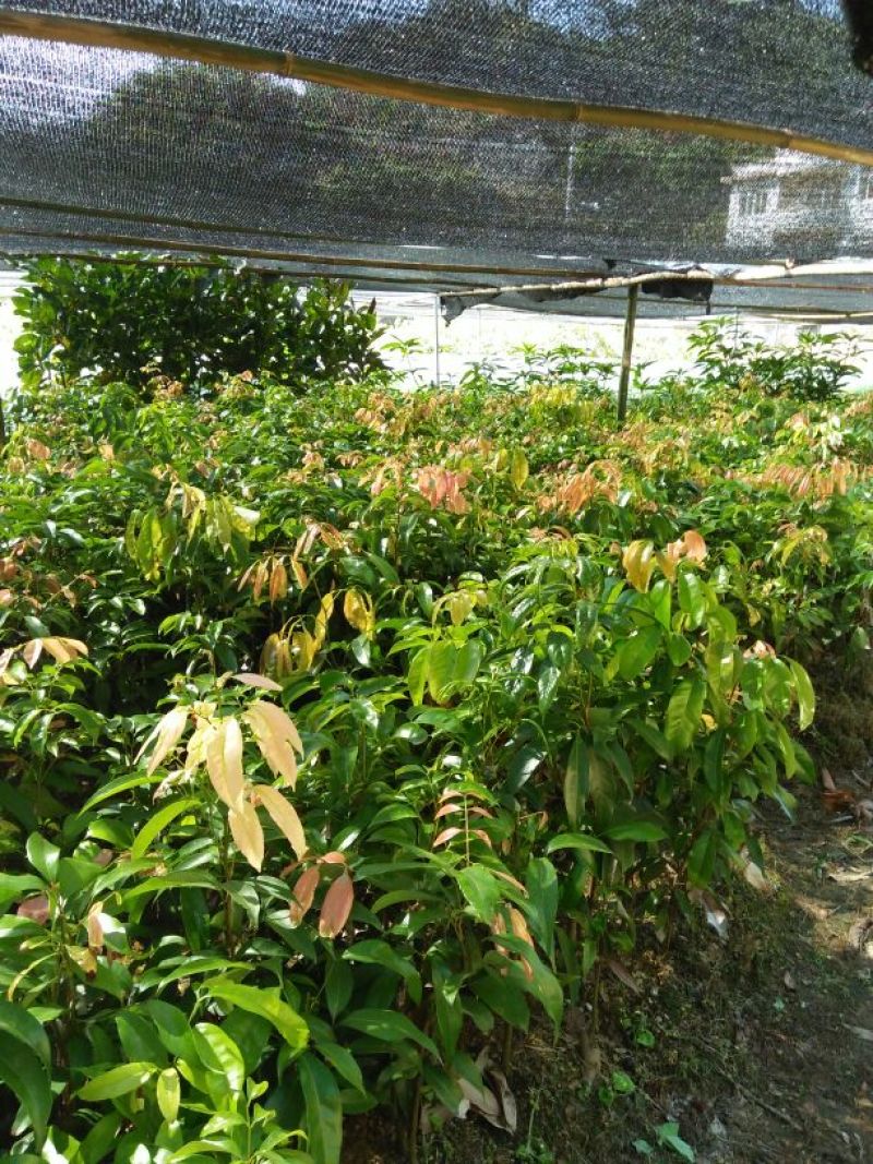 软枝油茶树30~50cm
