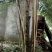 大叶女贞球16~18cm