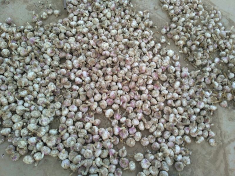 大蒜5~5.5cm干蒜