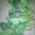 大叶菠菜20~25厘米