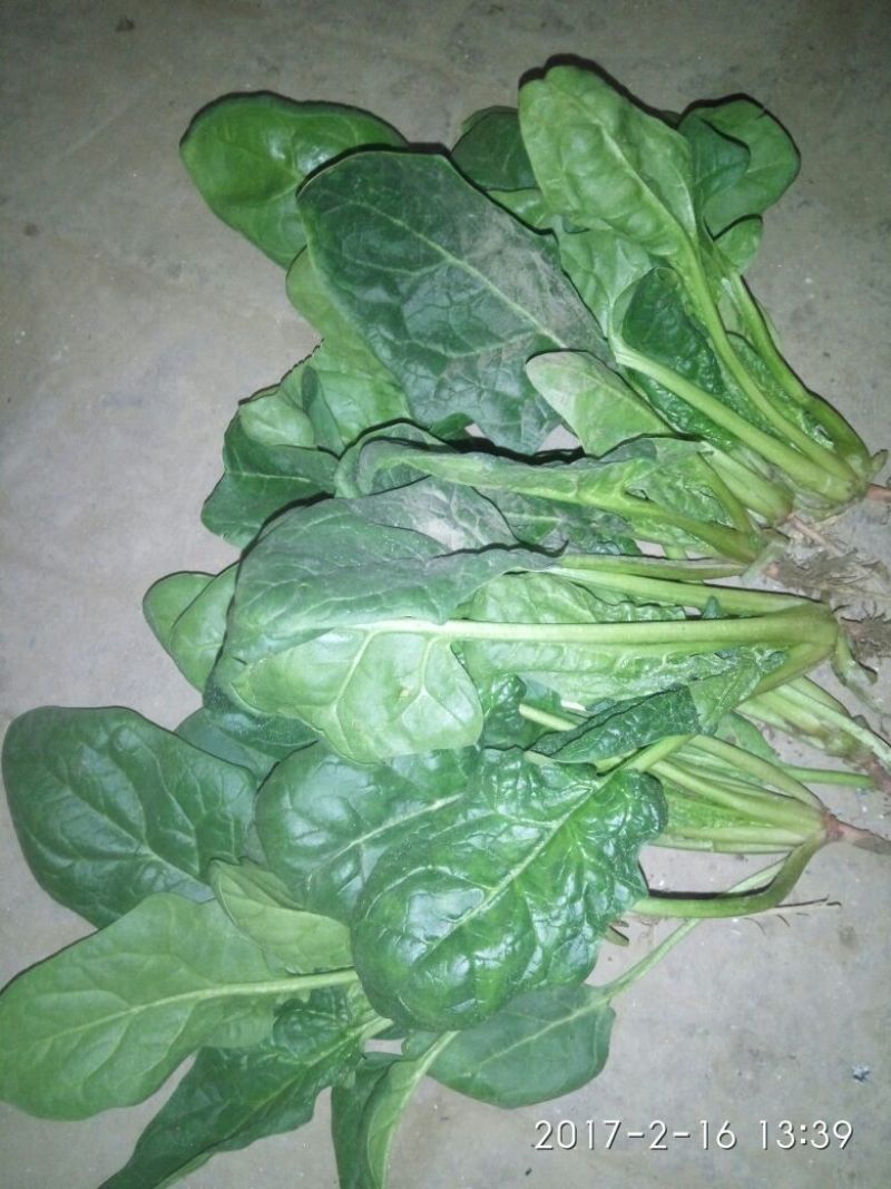 大叶菠菜20~25厘米