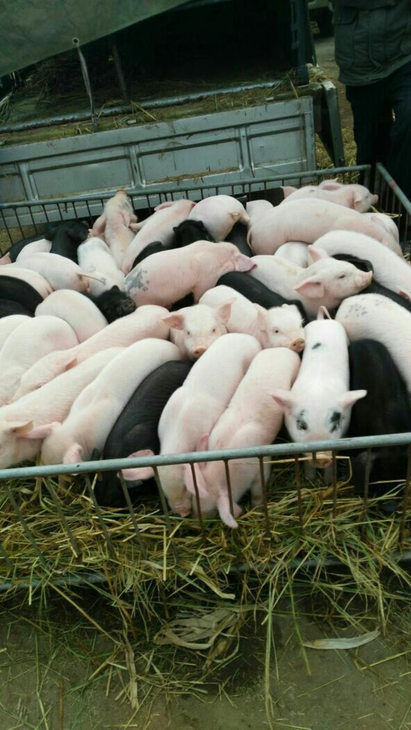 大约克杜洛克仔猪30~40斤货源充足品种齐全