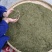 石阡苔茶特级