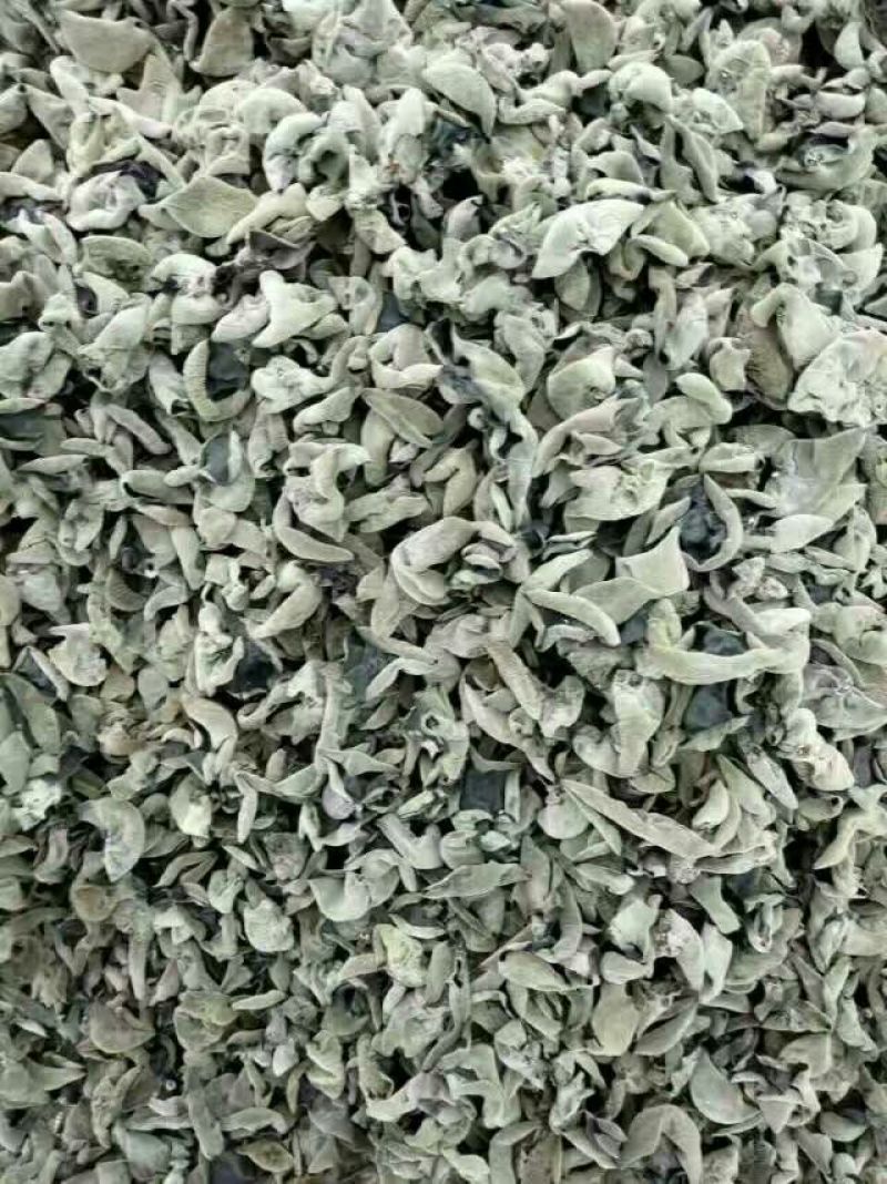 秋耳特级