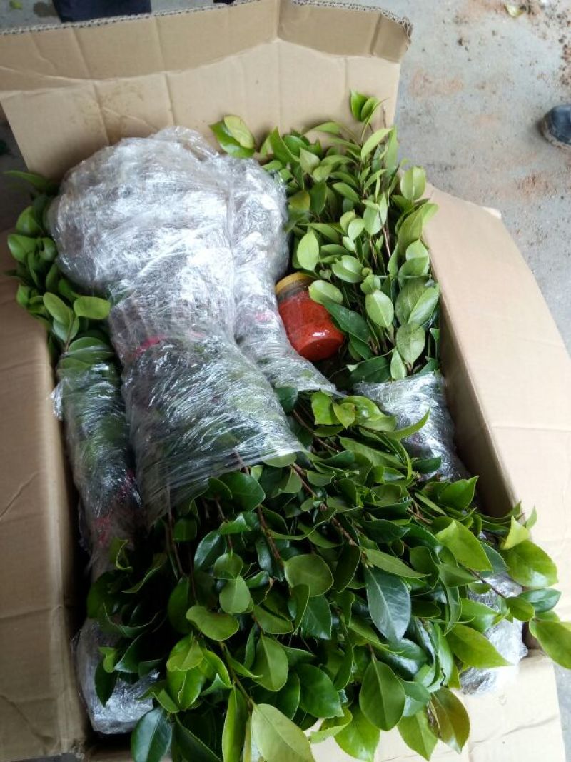 茶花山茶花，五色赤丹，贝拉六角大红五色赤丹等等
