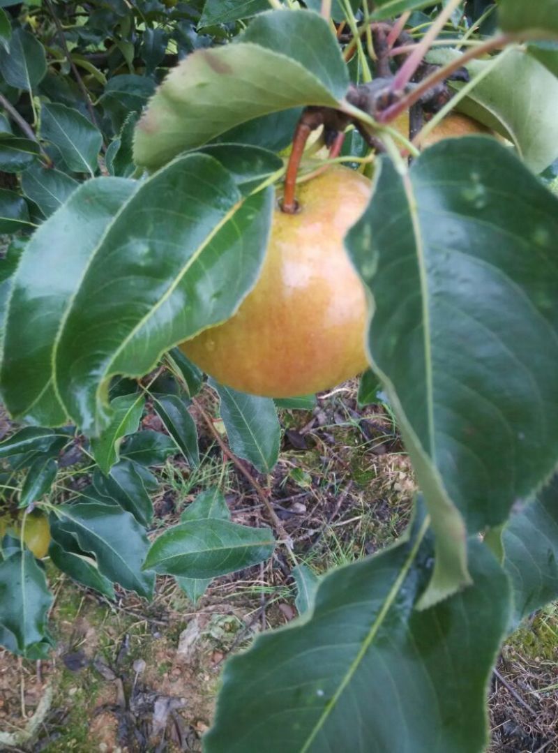 苹果梨250~300g光果