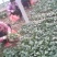 名门菠菜