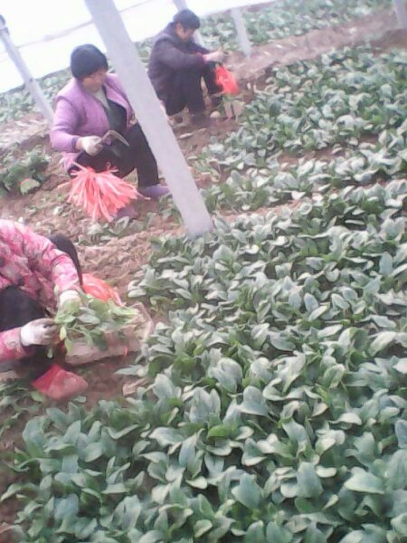 名门菠菜