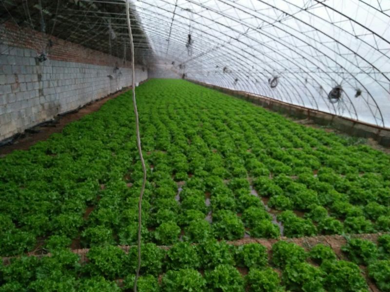 散叶生菜8两~9两