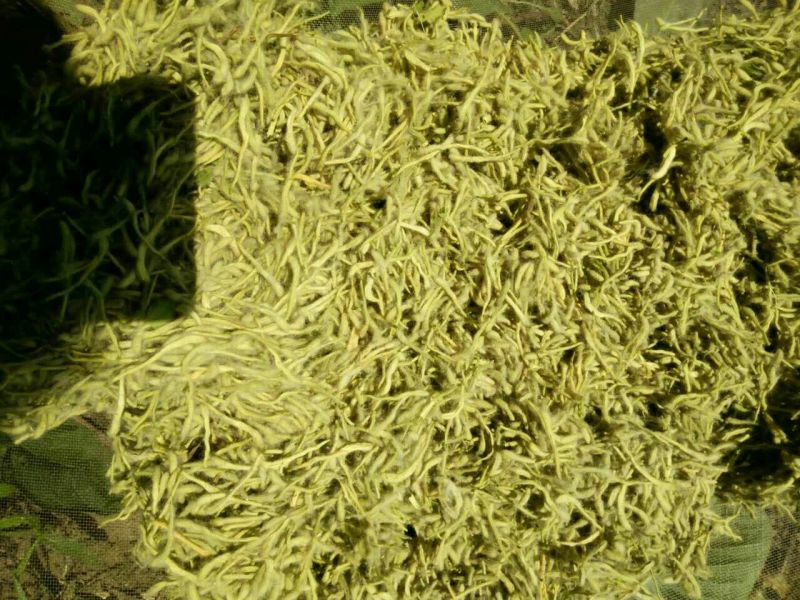 金银花优质金银花质量好