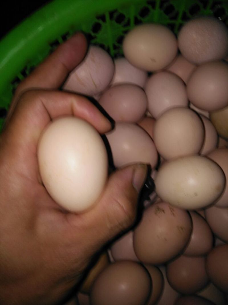 土鸡蛋食用50~60g