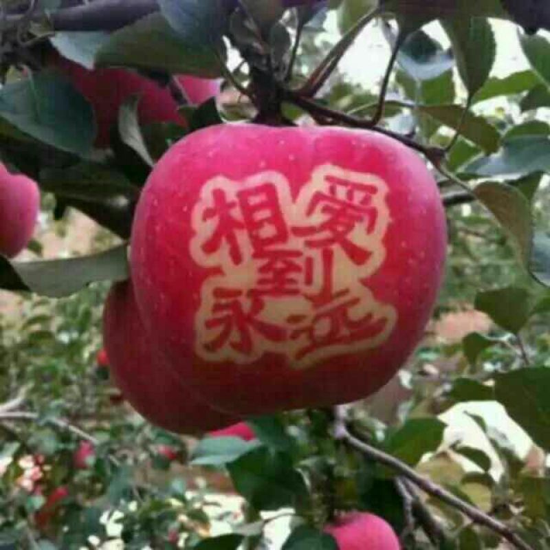 栖霞红富士苹果大量出售