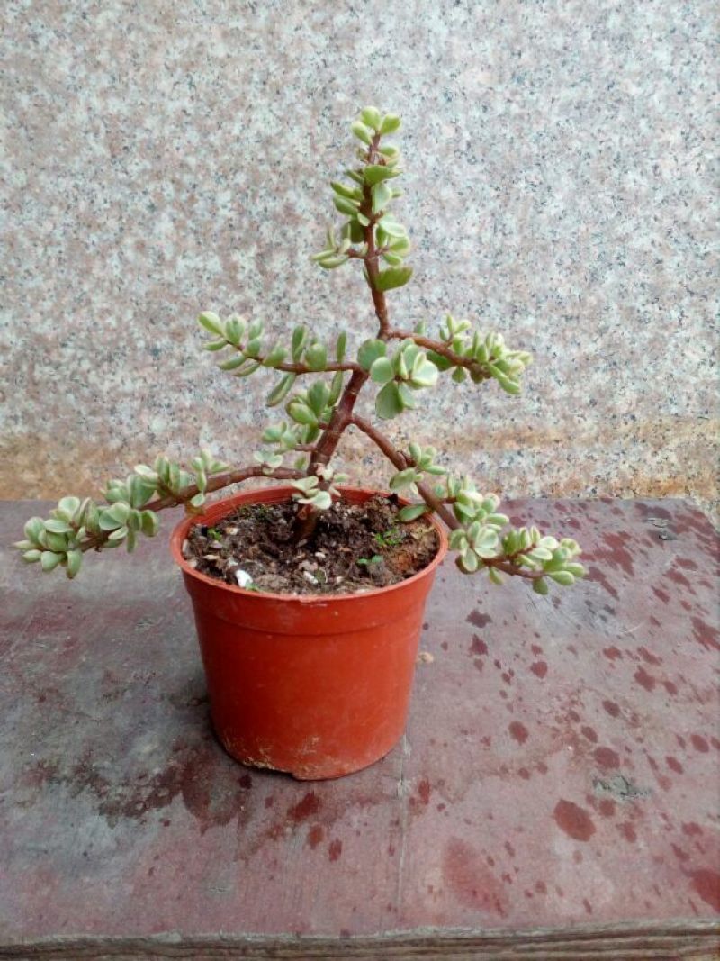 多肉植物带盆栽好