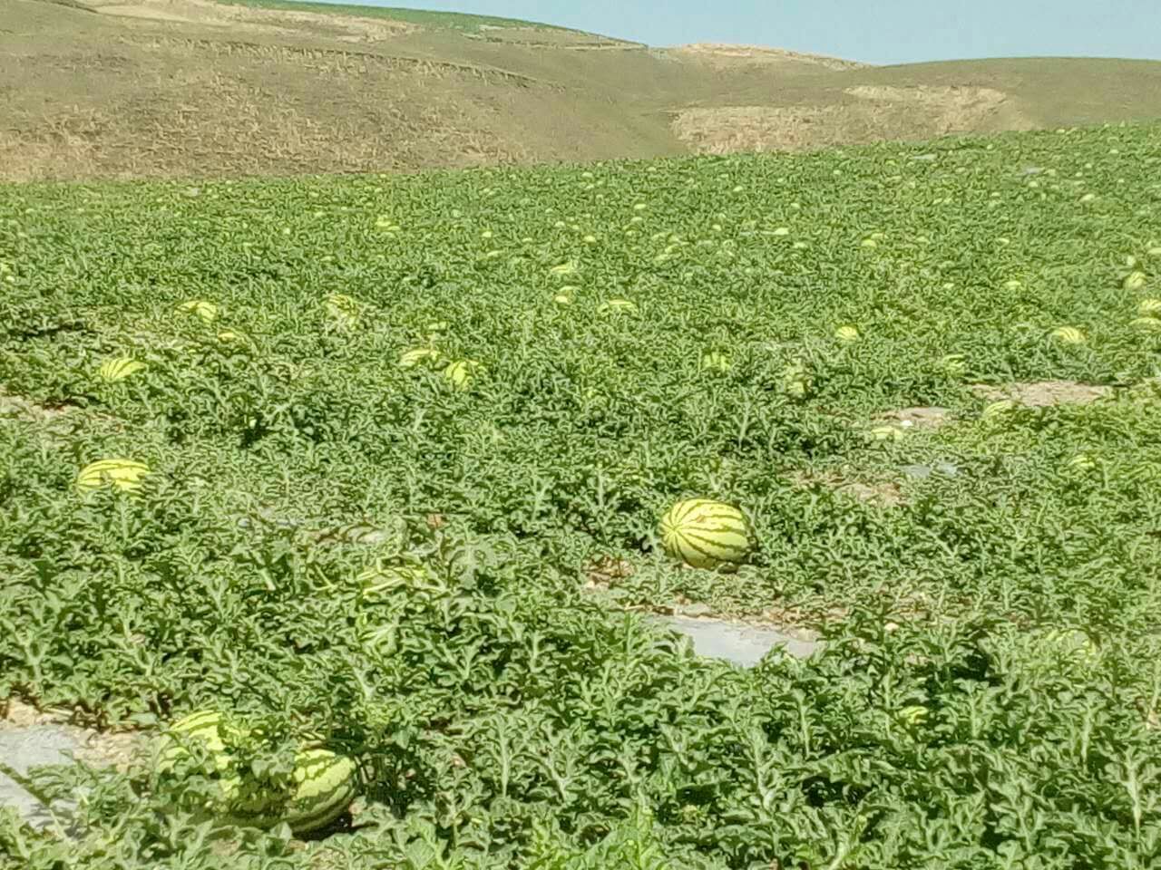 甘肃白银市靖远县硒砂瓜 10斤打底 9成熟 1茬批