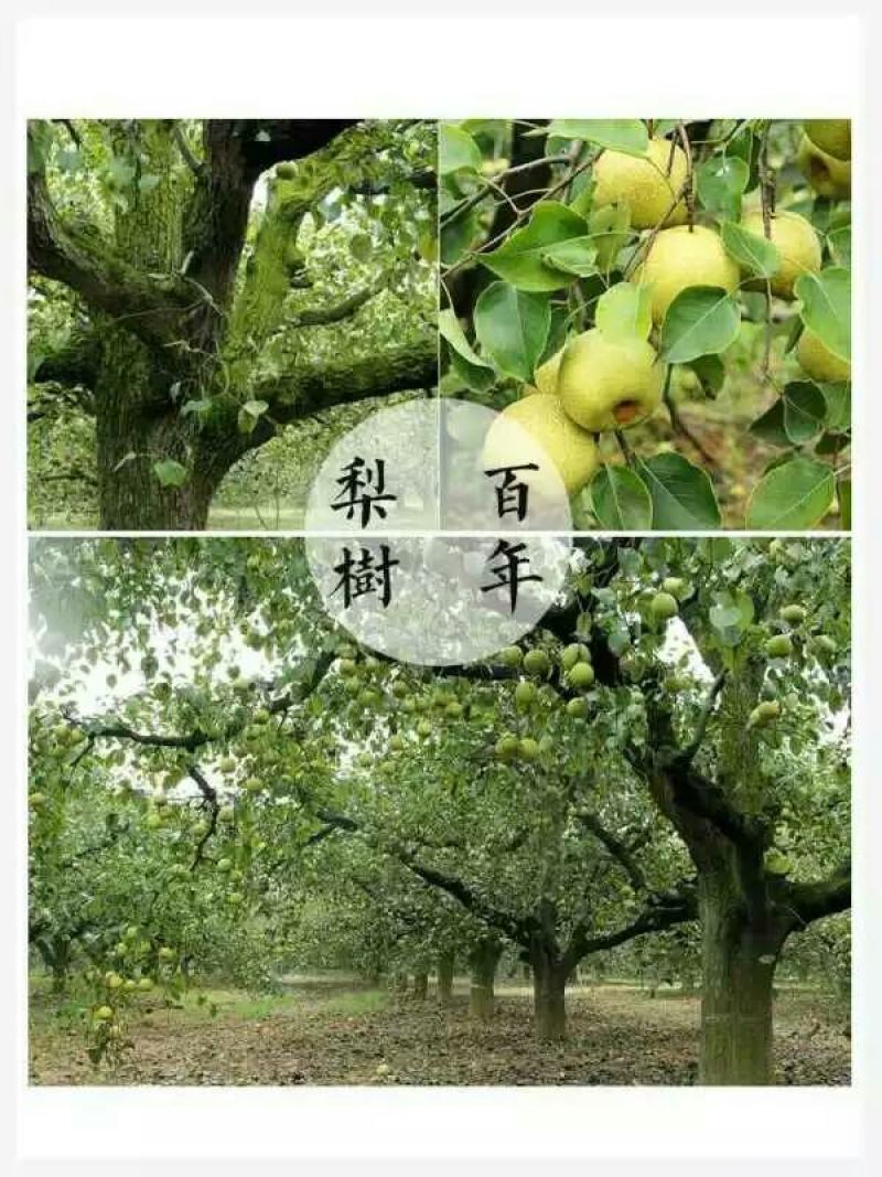 砀山梨250~300g光果