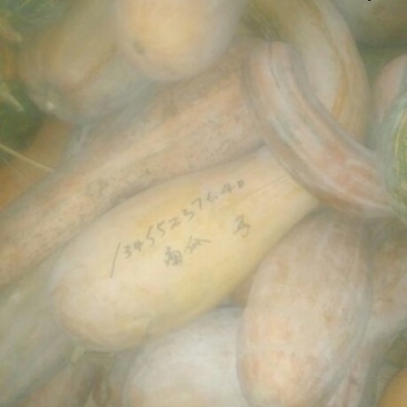 甜面南瓜3~4斤以上长条形