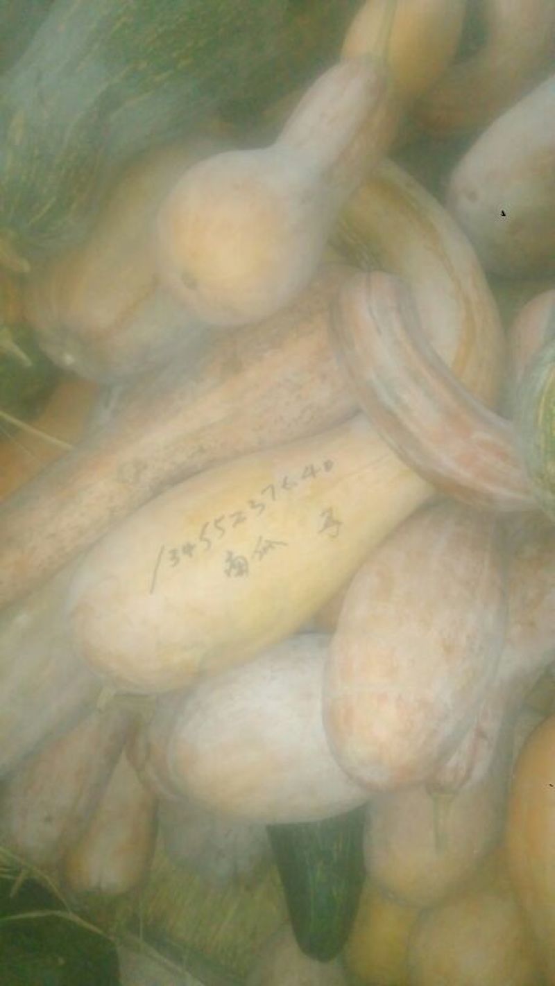 甜面南瓜3~4斤以上长条形