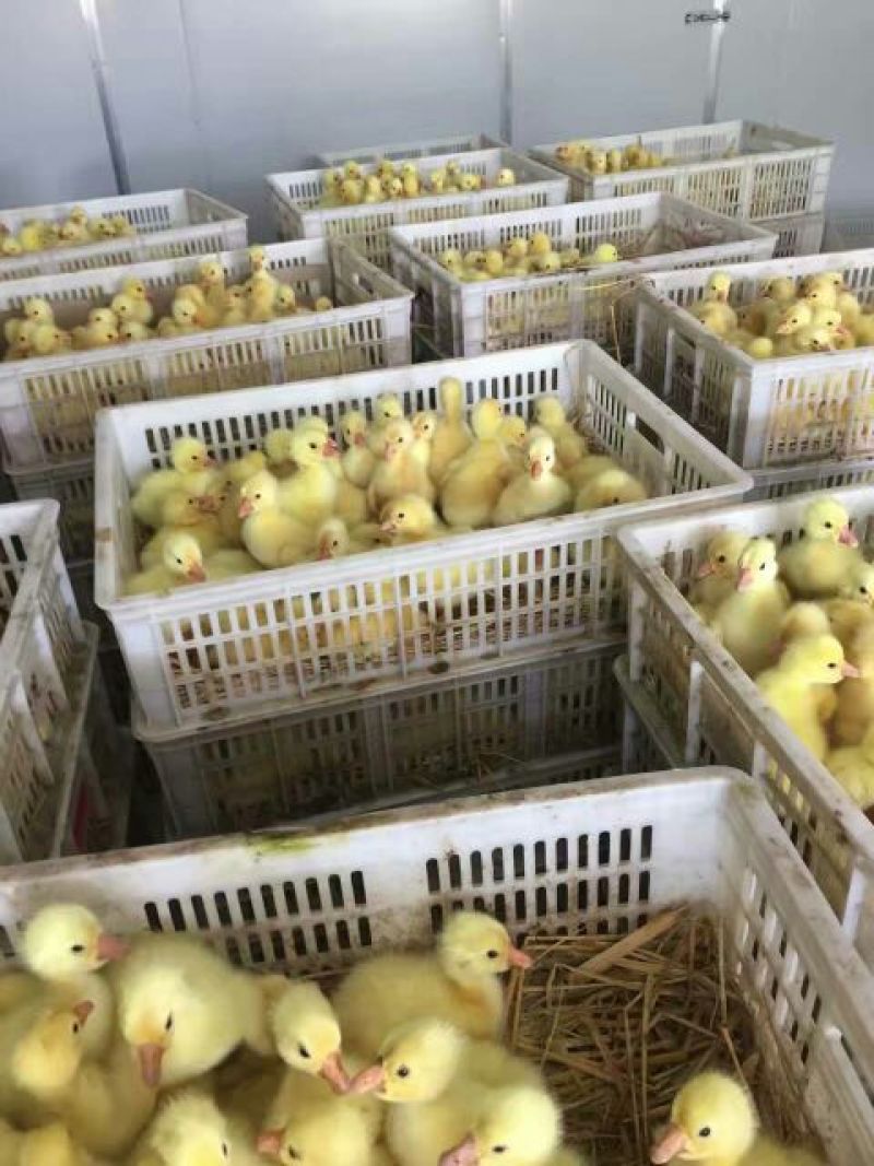 狮头鹅苗250g以下