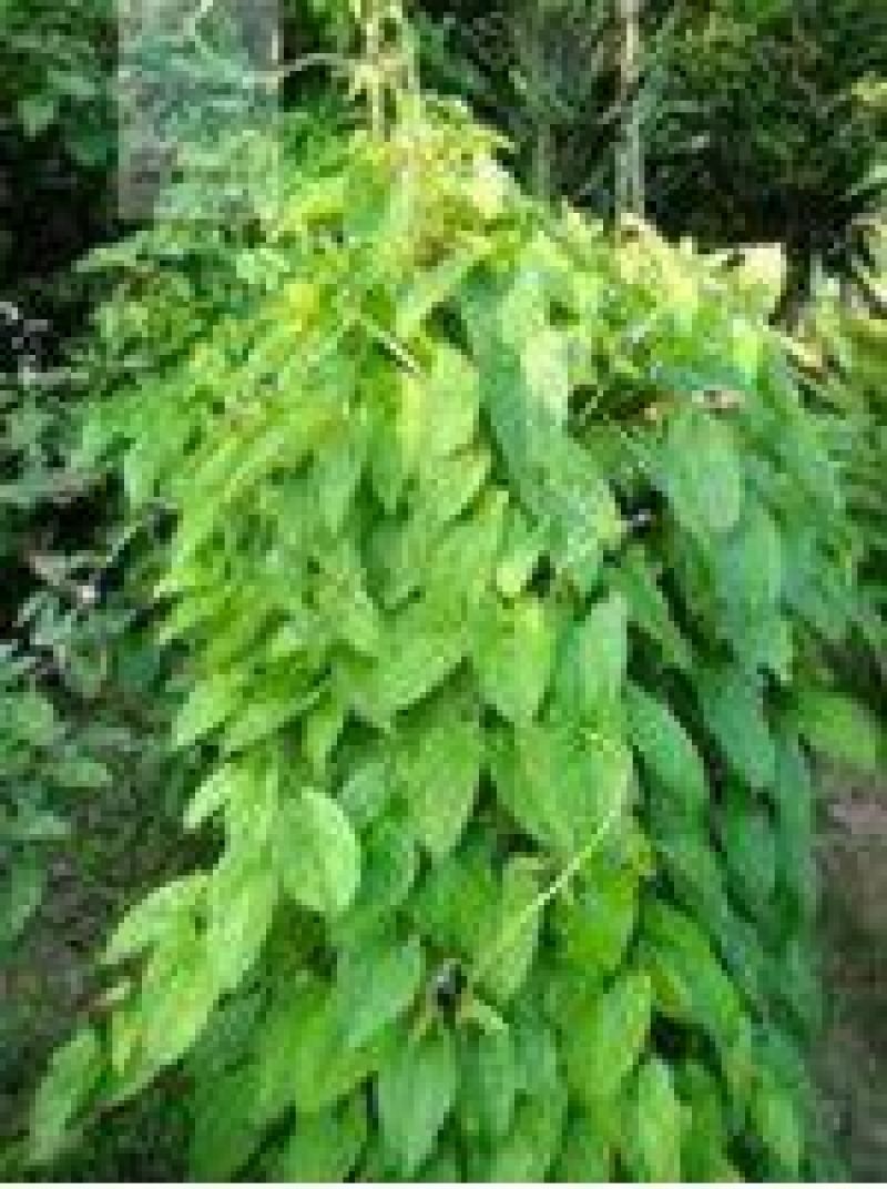 山药3~4厘米30~40厘米二级