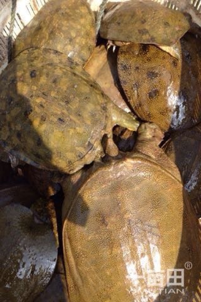 生态甲鱼