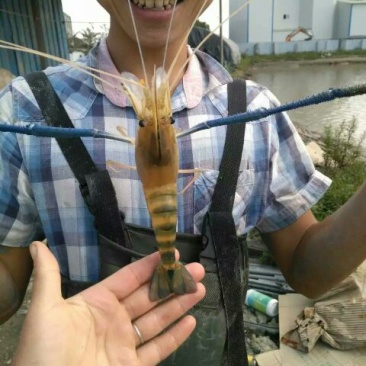 沼虾