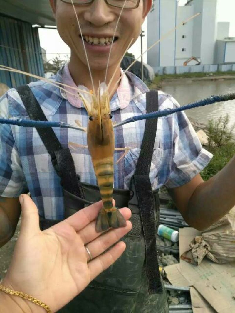 沼虾