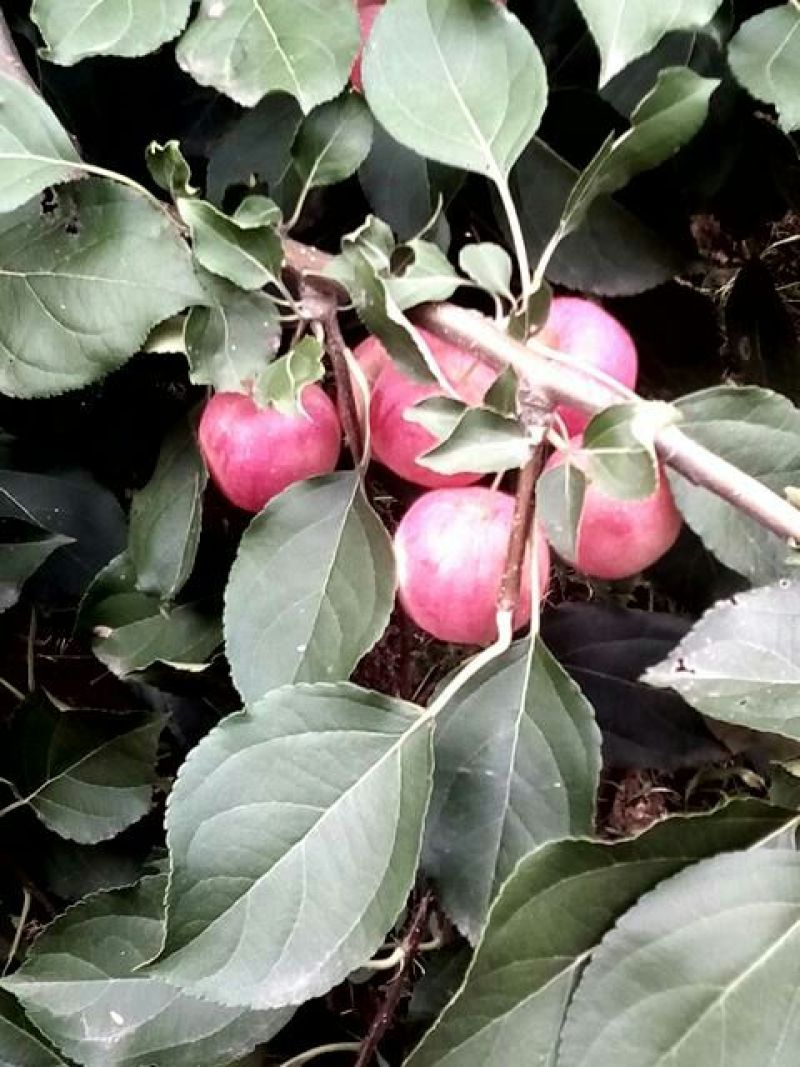 苹果光果