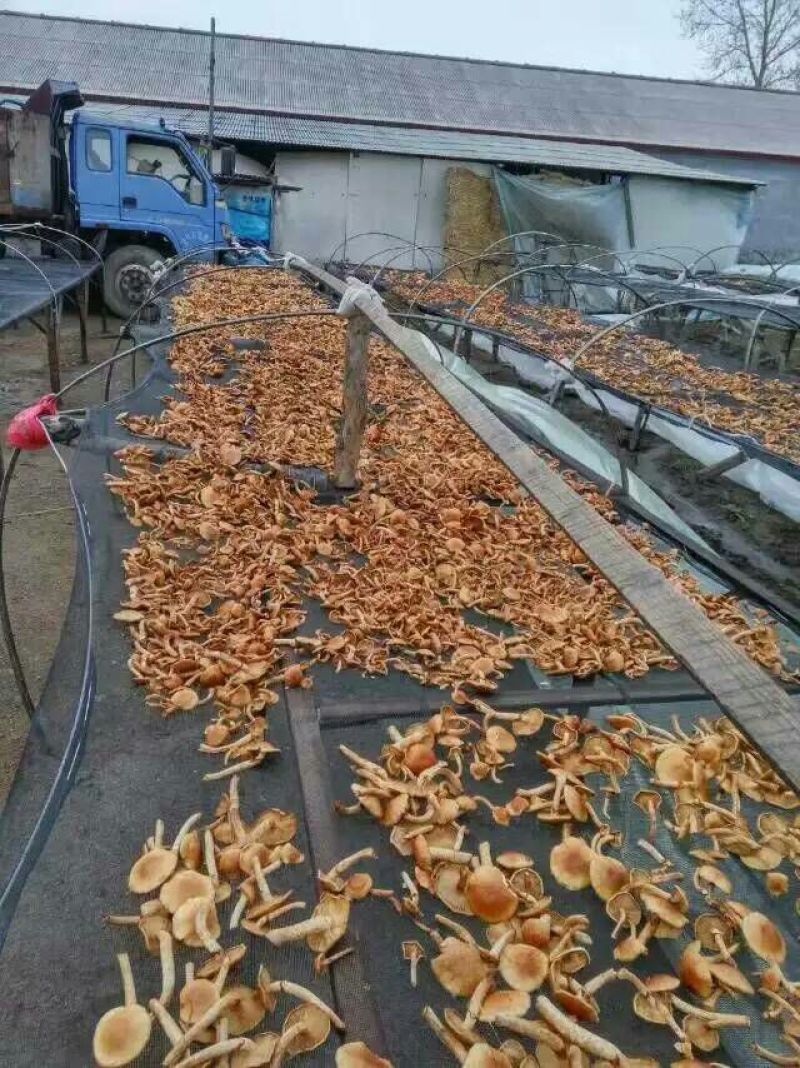 滑子菇干品
